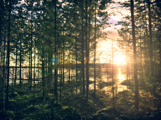 sunset in the forest