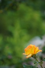 右下にオレンジの薔薇1輪　バックは緑のコピースペースの縦長写真