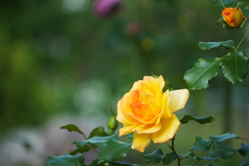 右下にオレンジの薔薇の花　バックは緑ボケの大きなコピースペース