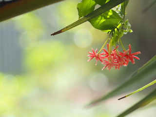 Rangoon creeper name flower The flower looks like long tube At the end of the flower is separated into five petals with red white or pink