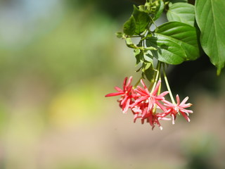 Rangoon creeper name flower The flower looks like long tube At the end of the flower is separated...