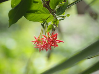Rangoon creeper name flower The flower looks like long tube At the end of the flower is separated...