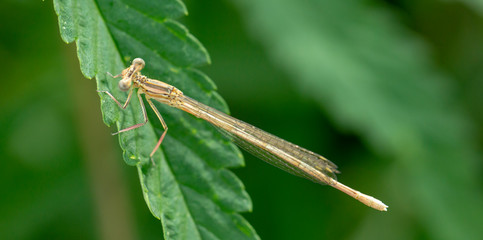 Closeup a green dragonfly Calopteryx virgo on green leaf background