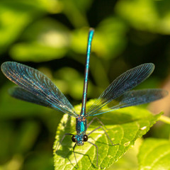 Calopteryx splendens Dragonfly metal dark blue is sitting on a green leaf