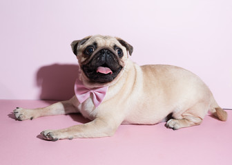 Adorable beige puppy Pug with a bow tie on a pink background. Pug dog with pink bow on neck. Party...
