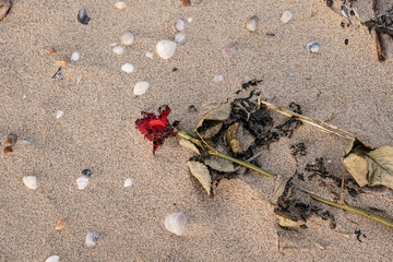 Rose im Sand