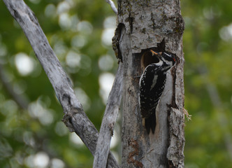 Male Hairy Woodpecker with mouth of worms