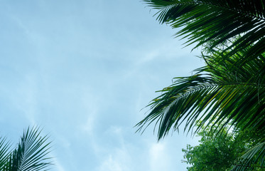 close up of palm leaves tropical background