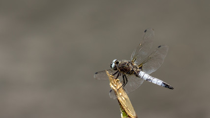 Libellula depressa Broad-bodied Chaser A beautiful gray dragonfly sits on a broken tree branch above the water