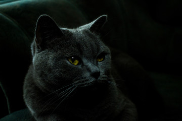 Fototapeta premium portrait of british breed cat In the twilight