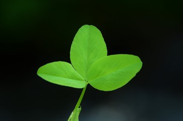 a leaf of green clover