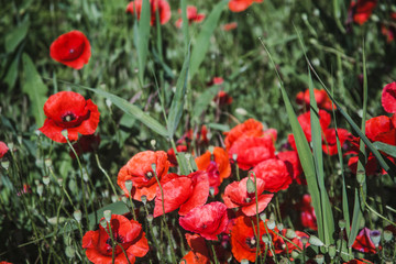Obraz premium Field of poppies on a sunset