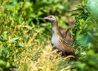 corncrake