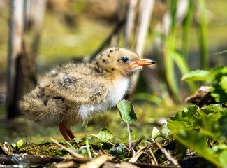 Common tern chick