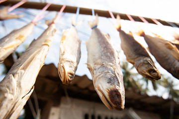 Sun-dried salted threadfins hang upside down for natural drying.