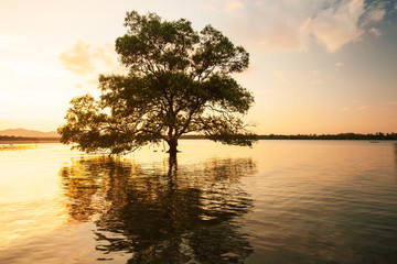 Fototapeta na wymiar Large mangrove tree stands alone by the sea at sunset.