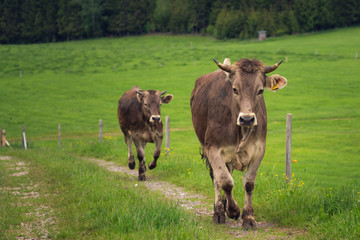 Naklejka na ściany i meble cattle in the landscape of the Allgäu
