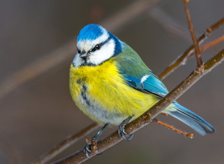Fototapeta premium Blue tit