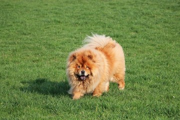 beautiful chow chow is walking on a green field