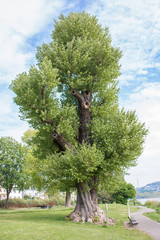 Schwarzpappel, Black Poplar, Populus nigra