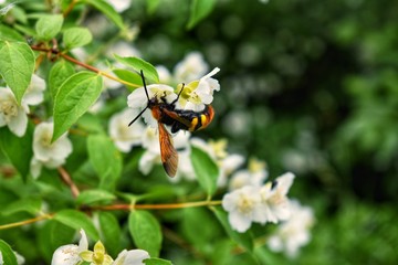do not disturb during pollination of flowers