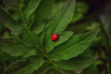 Contrast ladybug in the world of greenery