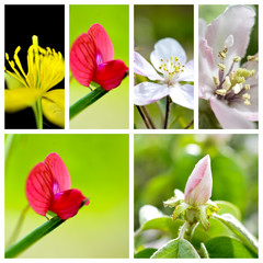 various spring flowers collage