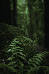fern in the dark forest