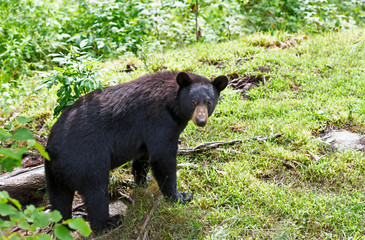 Black Bear (Ursus americans) sitting in the meadow in summer in Canada