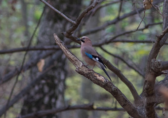 A Jay bird with motley blue wings sits on a dry broken branch