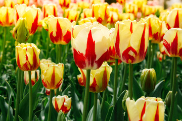 Beautiful and bright yellow tulips grow in the garden. Spring flowers in the garden. Yalta Botanical Garden.