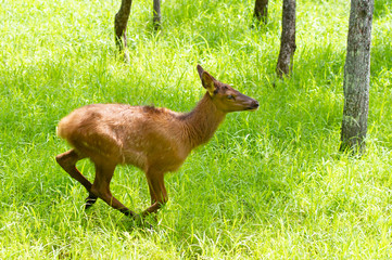 Red deer running through a field of deer ticks in summer in Canada