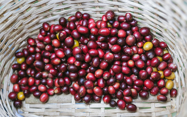 Hand picked ripe red Arabica Coffee Berries in the basket at the Akha village of Maejantai on the hill in Chiang Mai, Thailand.