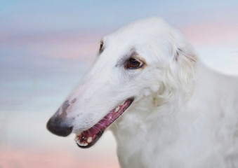 Russian Borzoi dog. It's a breed of hunting dog. They were taken out to hunt wolves, foxes and hares. These dogs are real aristocrats, which confirms not only their elegant appearance, but also charac