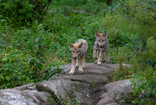 Timber wolf or grey wolf Canis lupus pups walking on a rocky cliff in summer in Canada