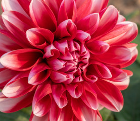 Dahlia "Dalaya Red + White" Macro