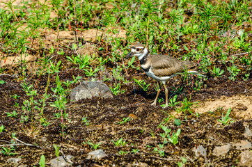 Killdeer At Turnbull National Wildlife Refuge.