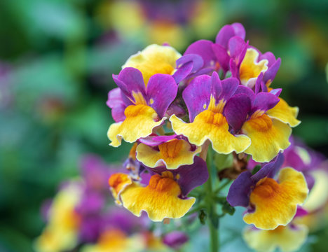 Nemesia "Sunglow Yellow Bicolor" with colorful blurred background
