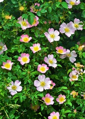 a bush with many Rosa canina flowers