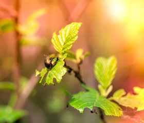 beautiful rainbow beetles copulate on leaves on a Sunny day