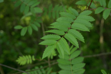 grren leaves of mountains ash, sorbus aucuparia in spring