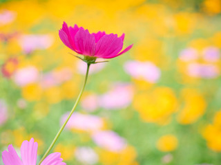 Fototapeta premium 秋桜