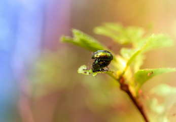 beautiful rainbow beetles copulate on leaves on a Sunny day