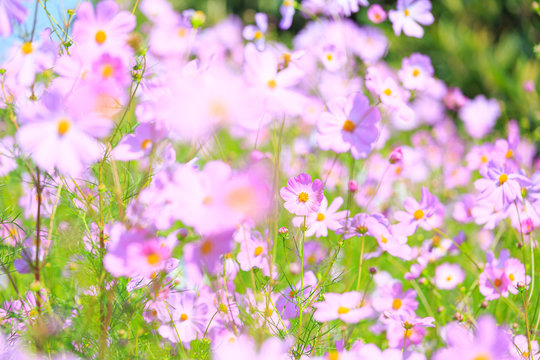 22 621 最適な 秋桜 画像 ストック写真 ベクター Adobe Stock