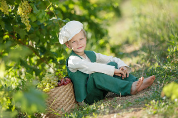 Naklejka na ściany i meble The child collects fruit. A little boy collects grapes. 