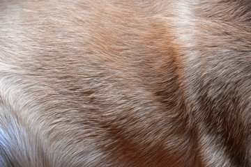 Close up of dogs fur