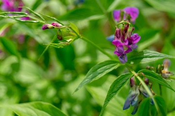 Obraz premium forest plants. flowers in the forest on a Sunny day