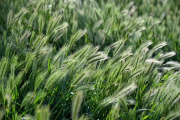 Fototapeta na wymiar Green grass nature background