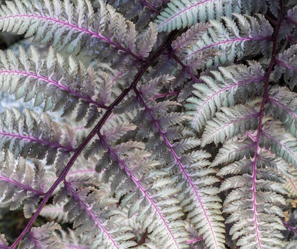Japanese Painted Fern Fronds