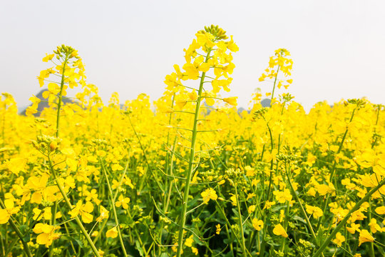 Colourful yellow flowers of mustard plant in full bloom on springtime.